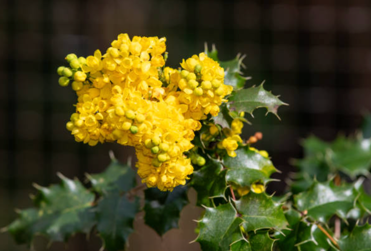 Oregon Grape Root: Traditional Use, Berberine Content, and Its Role in Microbial Balance