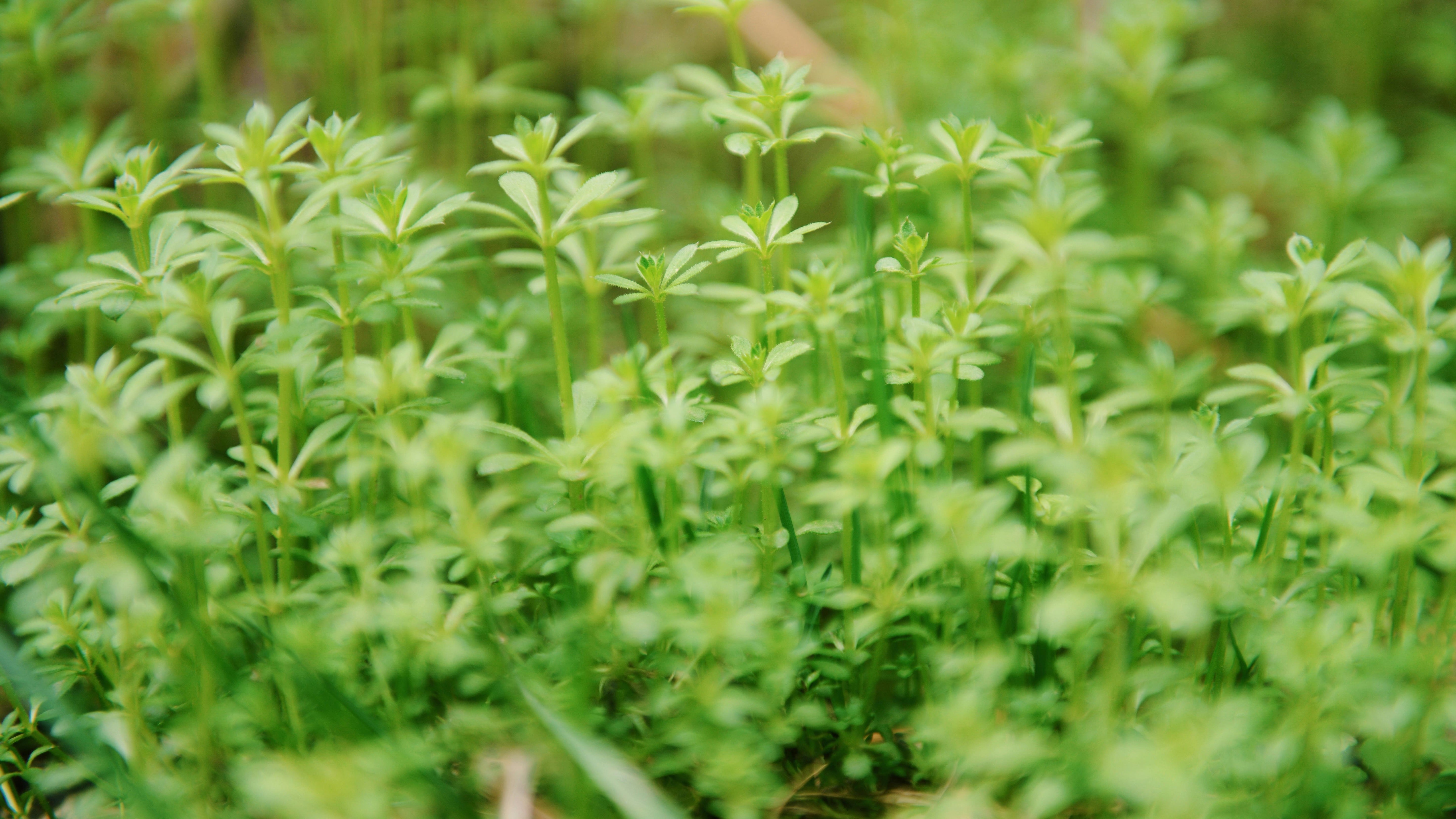 Cleavers (Galium aparine): The Lymphatic Herb for Gentle Movement and Spring Renewal