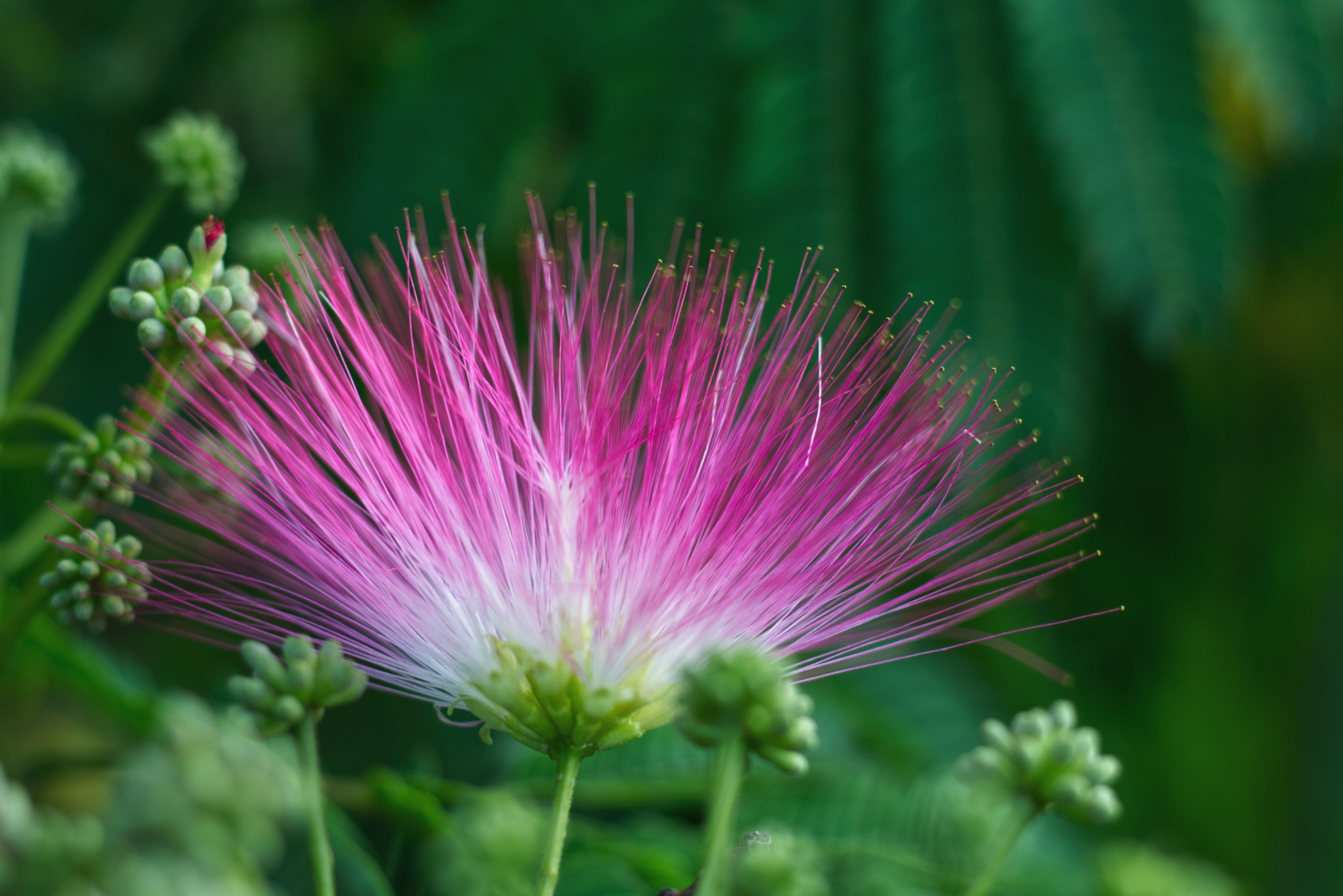 How to Make a Mimosa Flower Tincture | Herbal Medicine from the "Tree of Happiness"