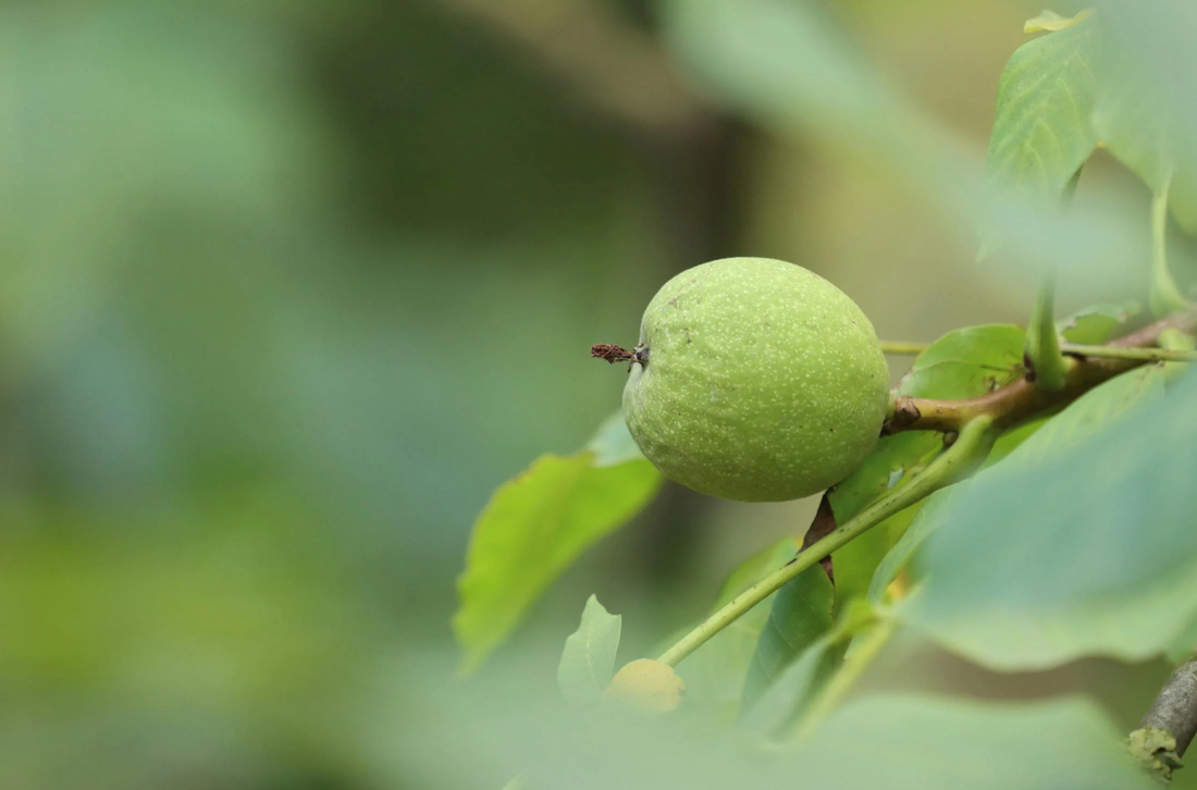 Green Black Walnut Hulls for fighting Parasites