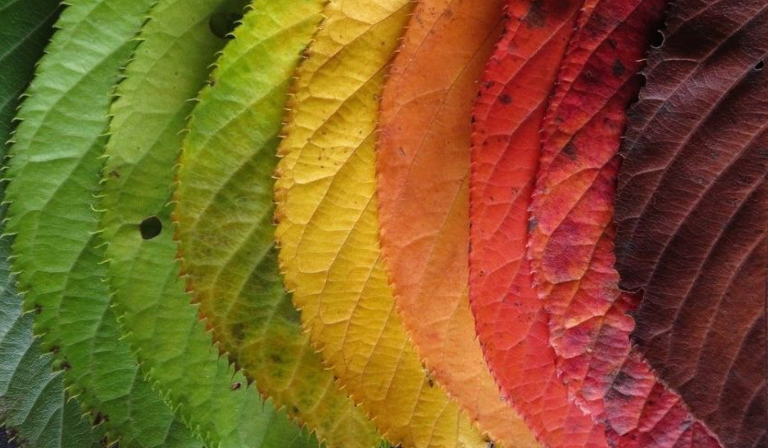 Why Parasite Cleansing Is Cyclical