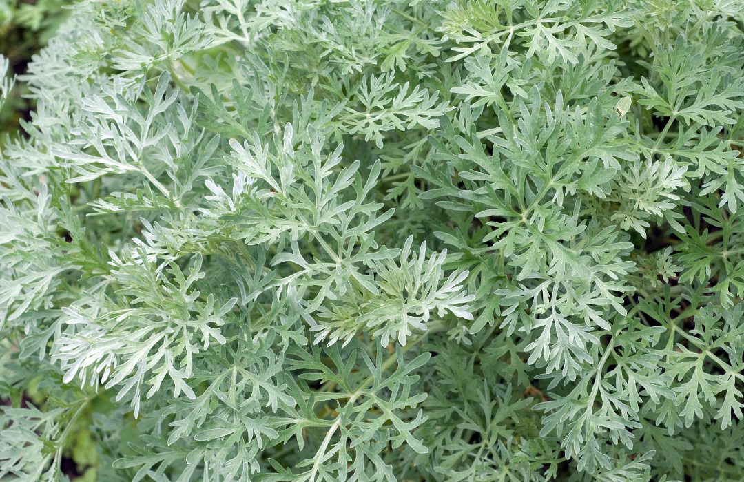 Wormwood Parasite Detox - Health Benefits of Wormwood