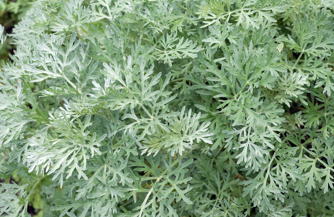 Benefits of Wormwood for Parasite Detoxification