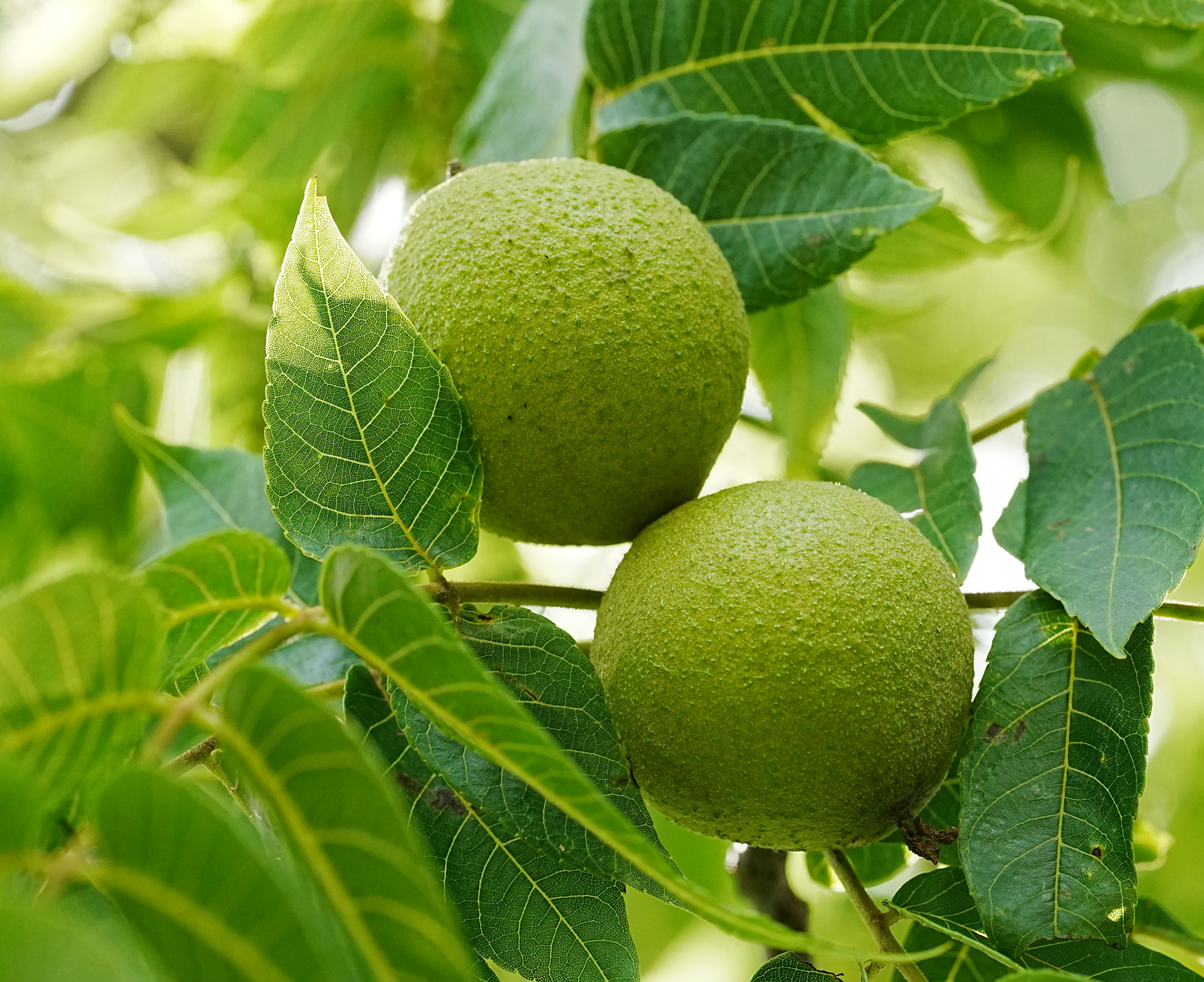 Black Walnut