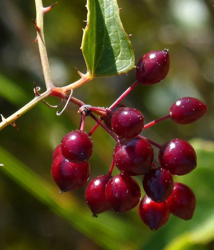 Sarsaparilla
