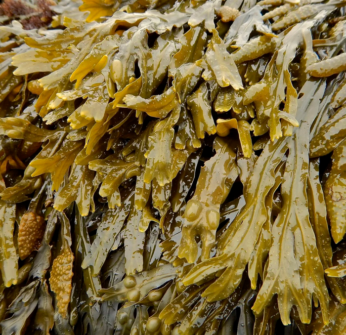 Bladderwrack