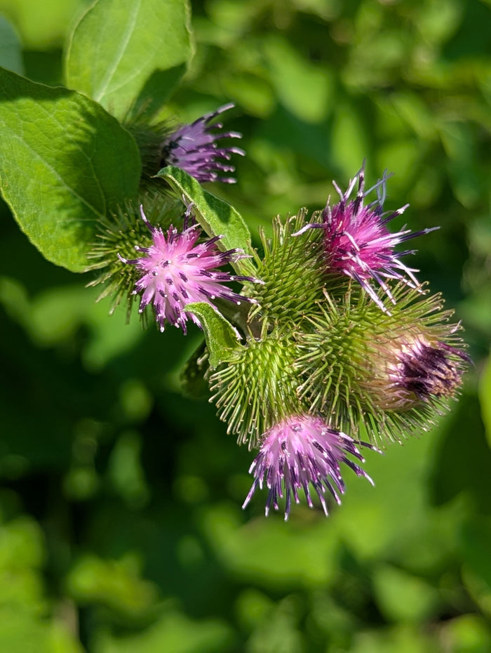 Burdock