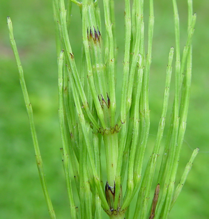 Horsetail