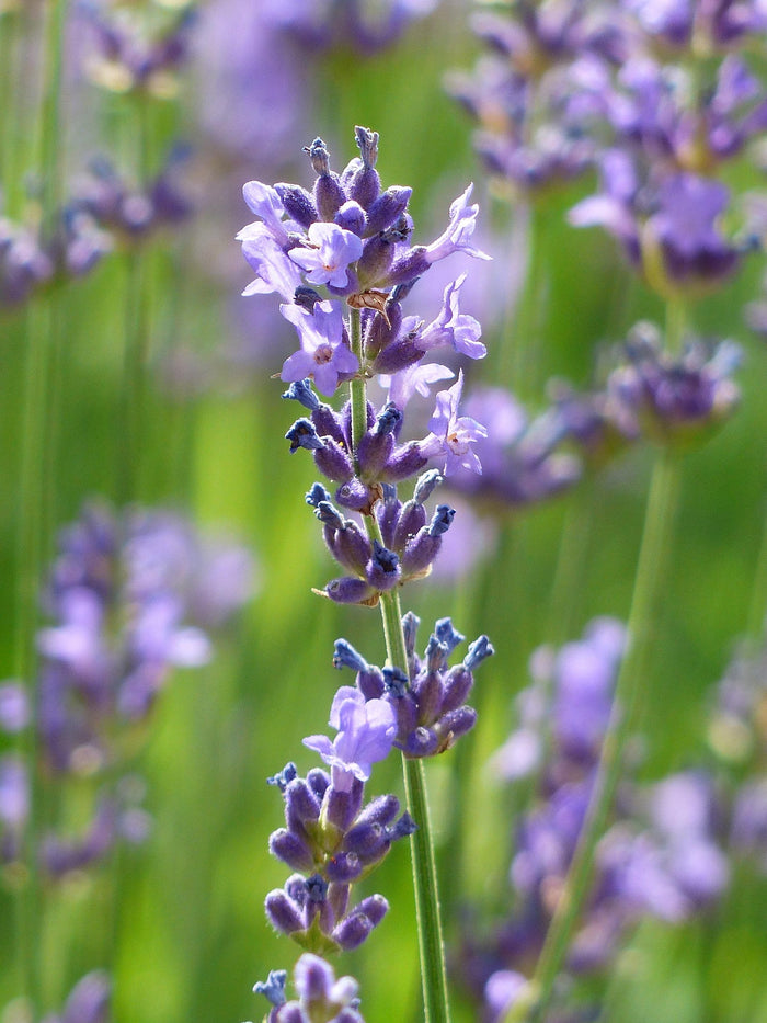 Lavender 
