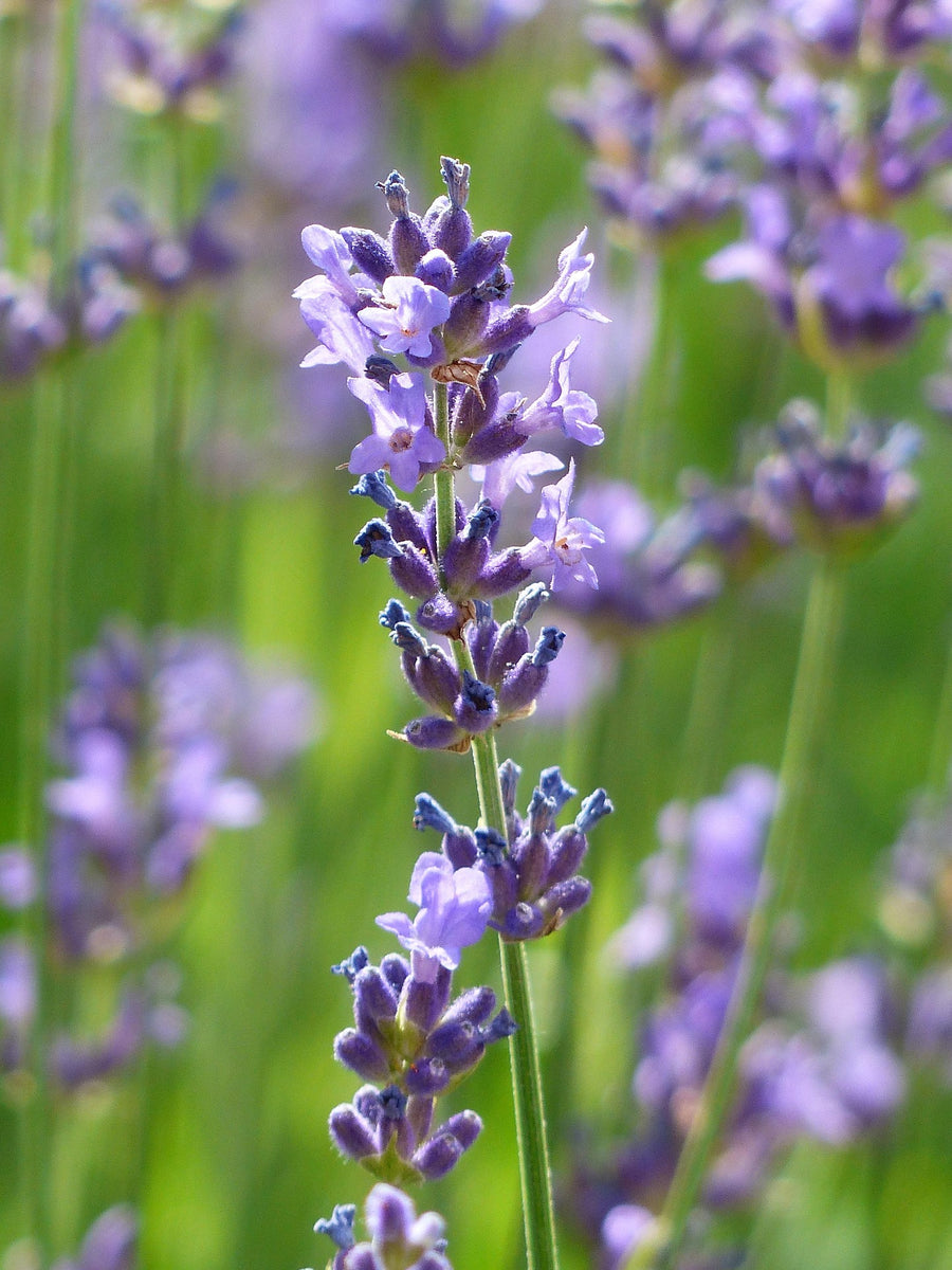 Lavender 
