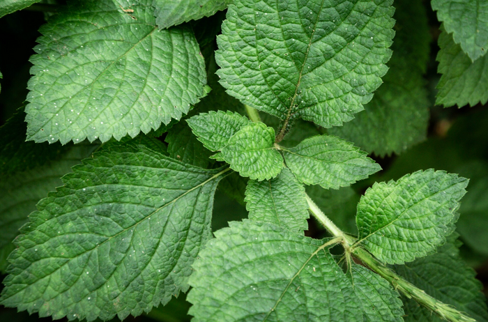 Lemon Balm