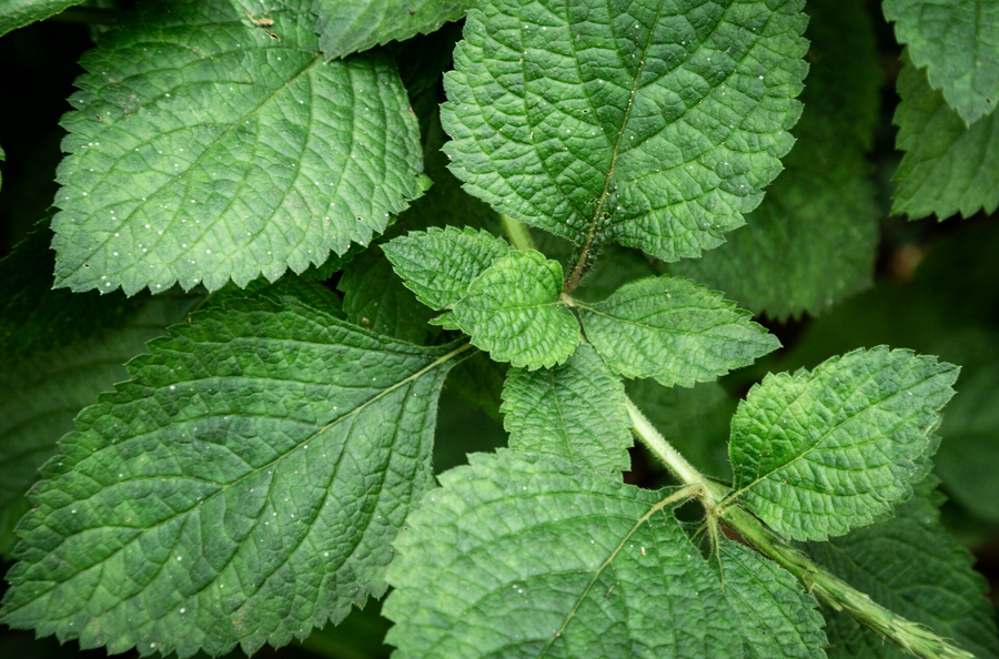 Lemon Balm