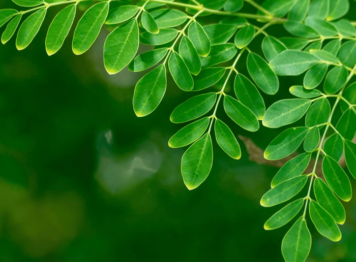 Moringa 