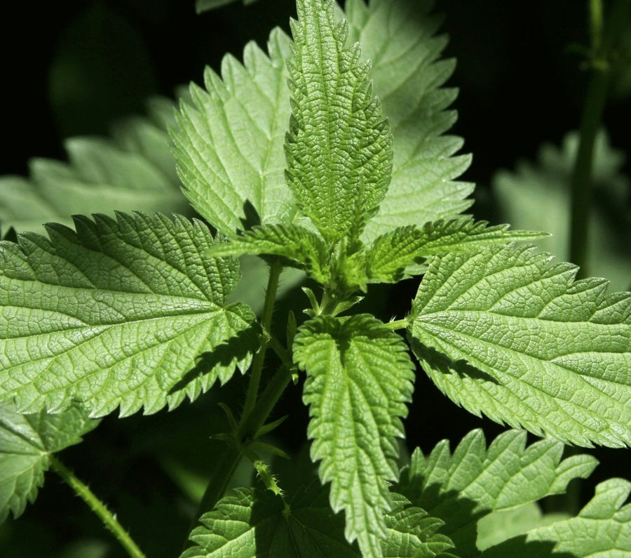 Nettle