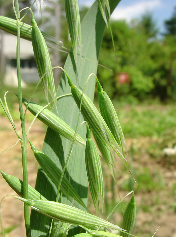Oatstraw