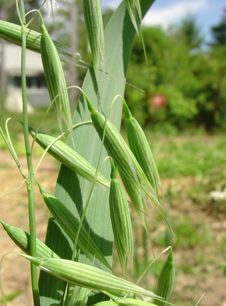 Oatstraw