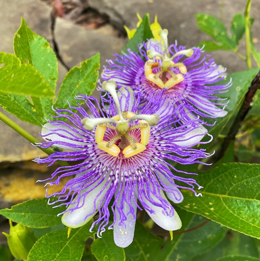 Passionflower