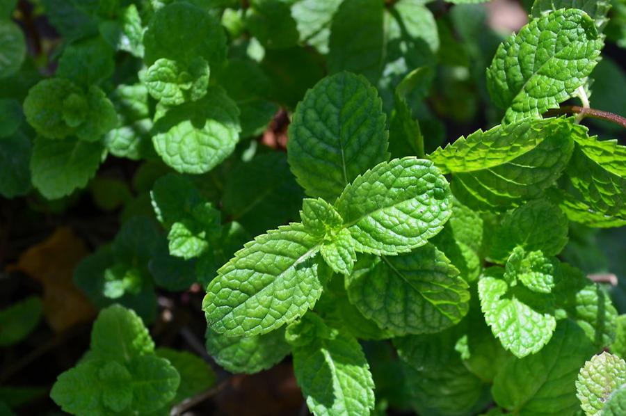 Peppermint 