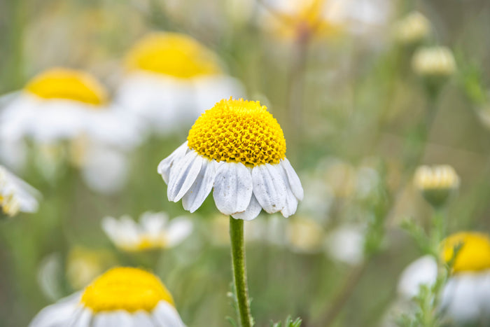 Chamomile