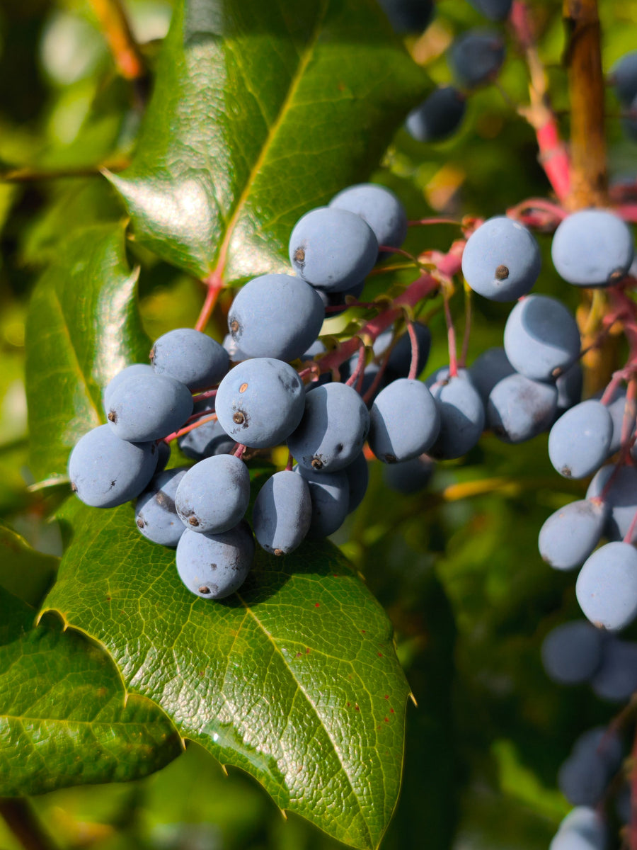 Oregon Grape Root