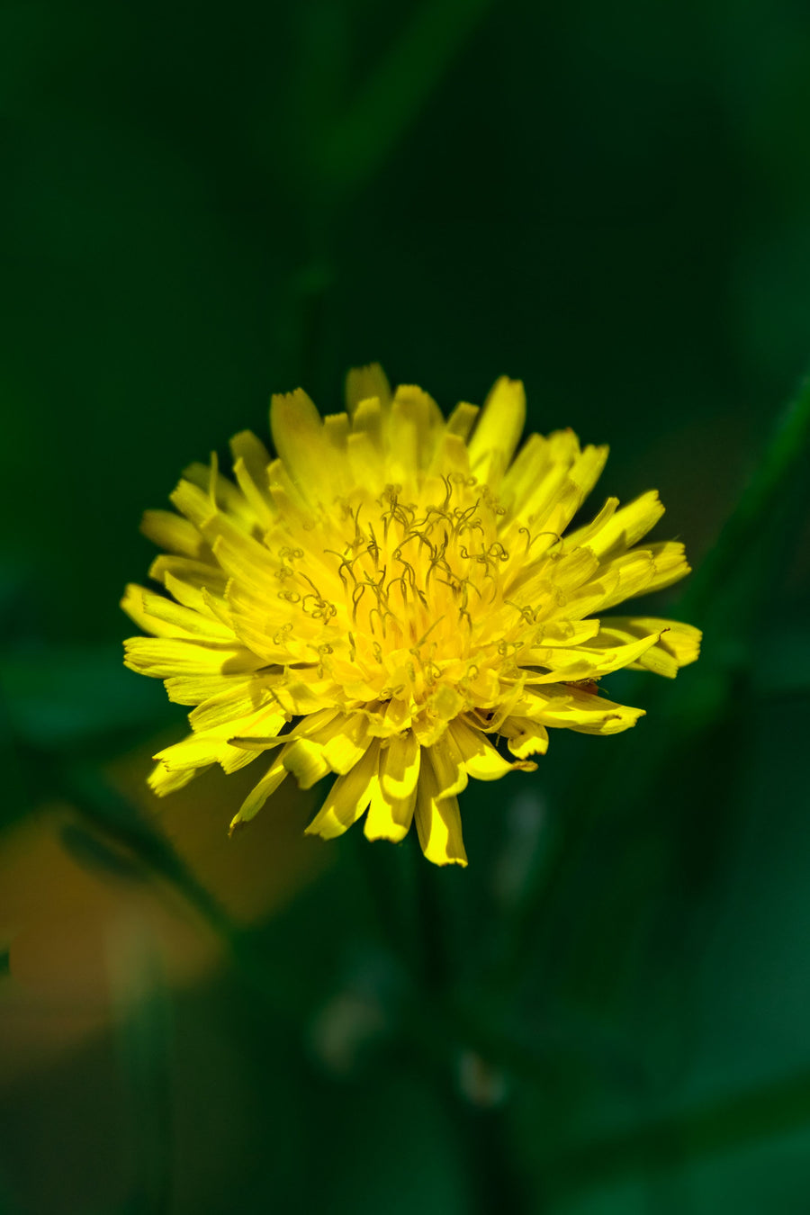 Dandelion