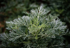 Wormwood