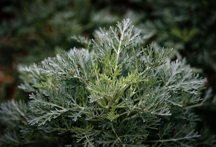 Wormwood