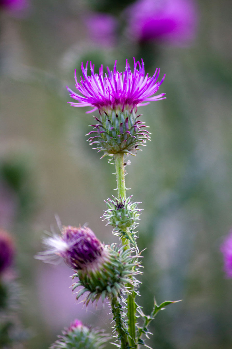 Milk Thistle