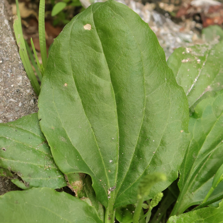 Plantain