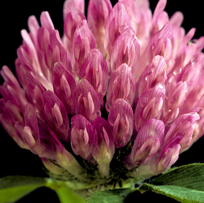 Red Clover 