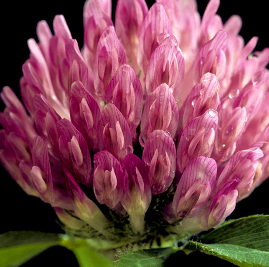 Red Clover 