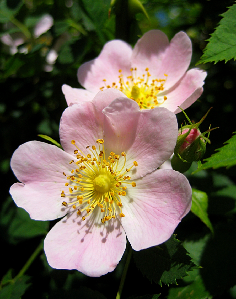  Rose